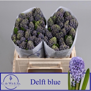 Hyac Delft Blue