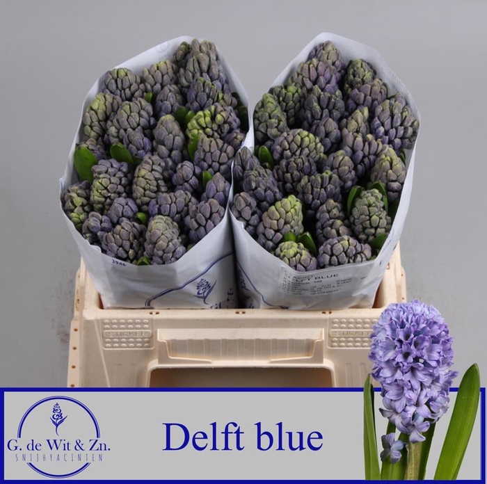 <h4>HYAC DELFT BLUE</h4>