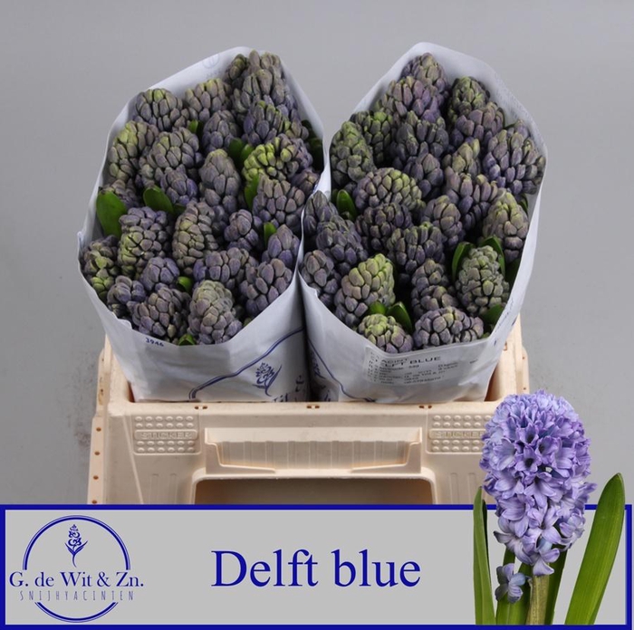 <h4>Hyac Delft Blue</h4>
