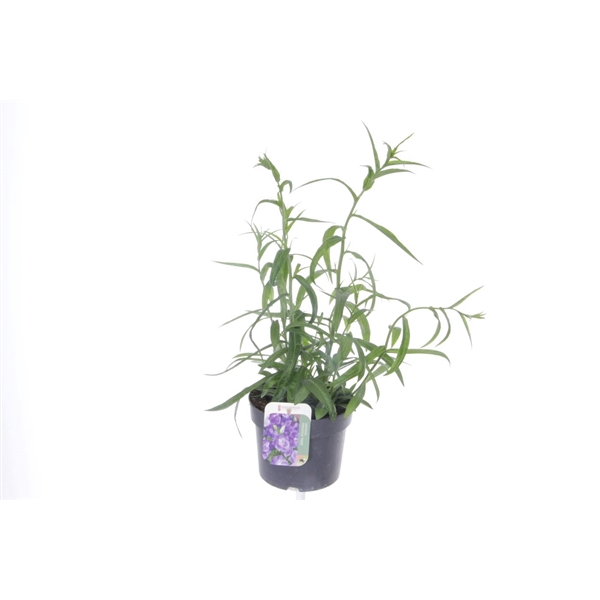 <h4>Campanula pers. Takion Blue</h4>