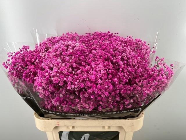 <h4>GYPS KLB H%</h4>