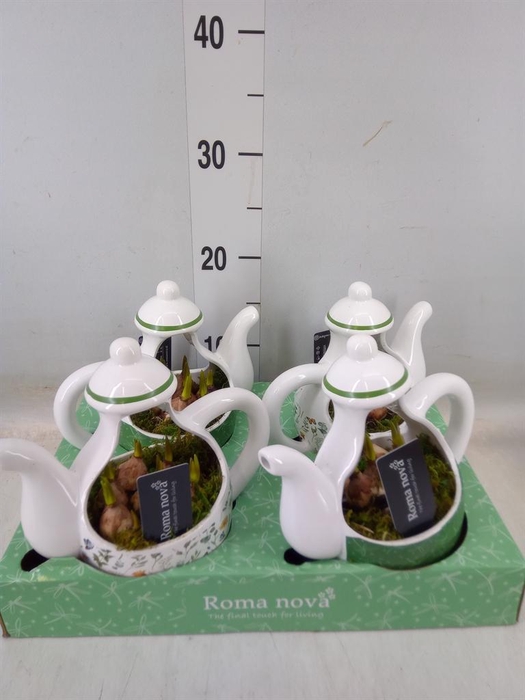 <h4>Arr.  Muscari L%</h4>