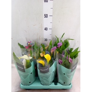 Zantedeschia   ...mix