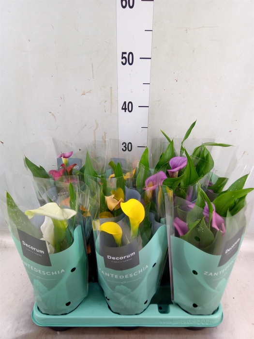 <h4>Zantedeschia   ...mix</h4>