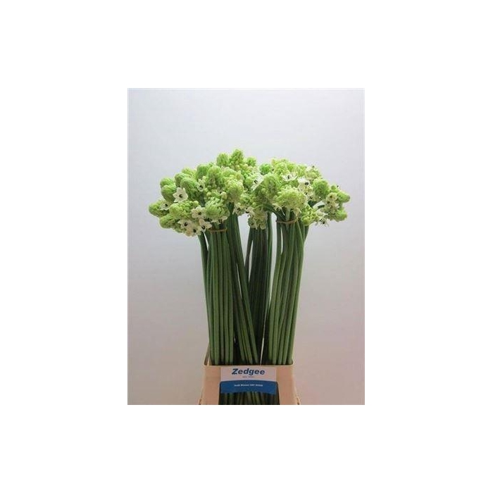 <h4>Ornit Saundersiae</h4>