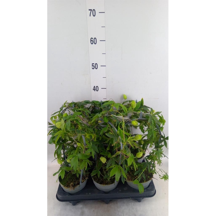 <h4>Passiflora caerul.</h4>