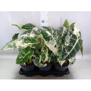 Alocasia   ...