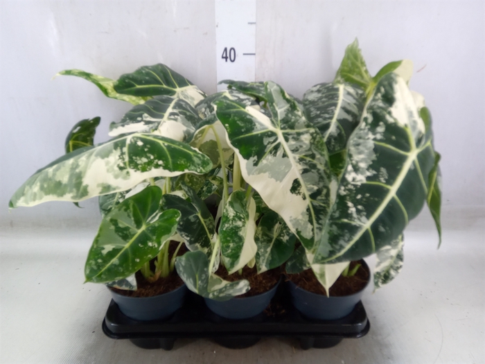 <h4>Alocasia   ...</h4>