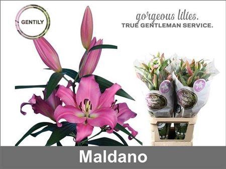 <h4>Li Ot Maldano</h4>