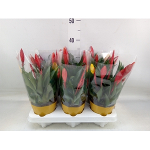 Vriesea  'Conchita'