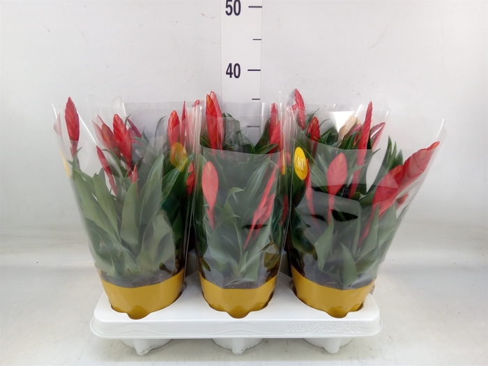 <h4>Vriesea  'Conchita'</h4>