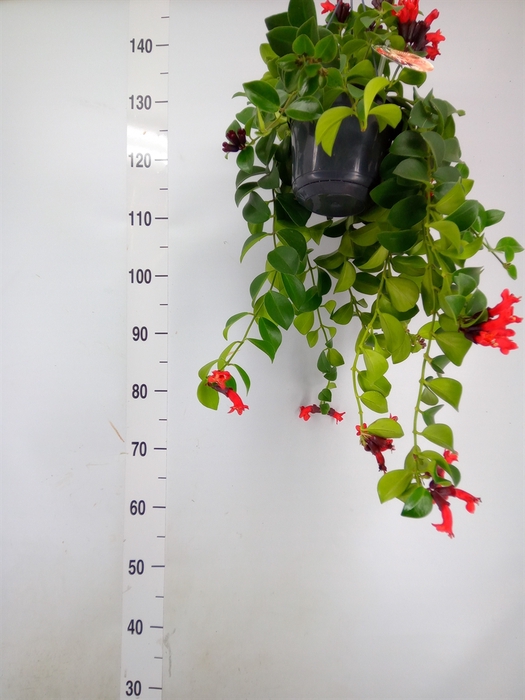 <h4>Aeschynanthus  'Mona Lisa'</h4>