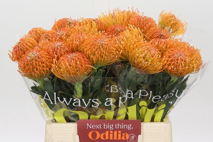 <h4>Nutans Ayoba Peach</h4>