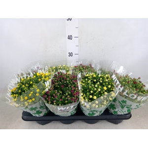 Chrysanthemum   ..mix 5