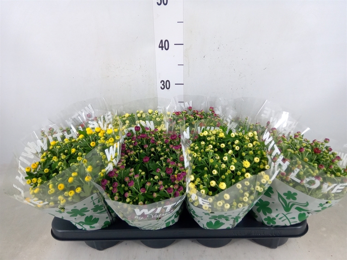 <h4>Chrysanthemum   ..mix 5</h4>