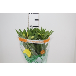 ALSTROEMERIA MELLOW YELLOW 080 CM