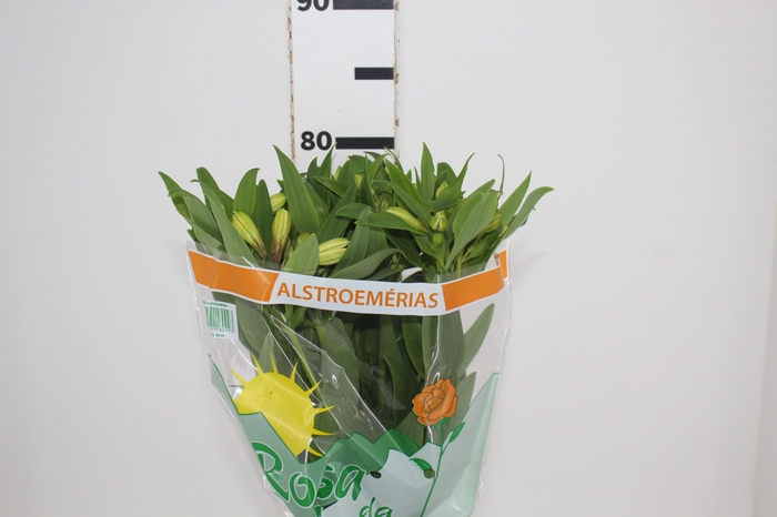 <h4>ALSTROEMERIA MELLOW YELLOW 080 CM</h4>