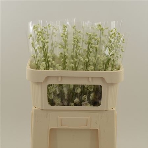 Delphinium Lady