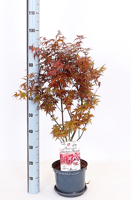 <h4>ACER PA SKEET BROOM</h4>