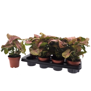 Syngonium podophyllum 12Ø 25cm