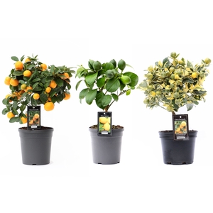 Citrus Mix varieties P15