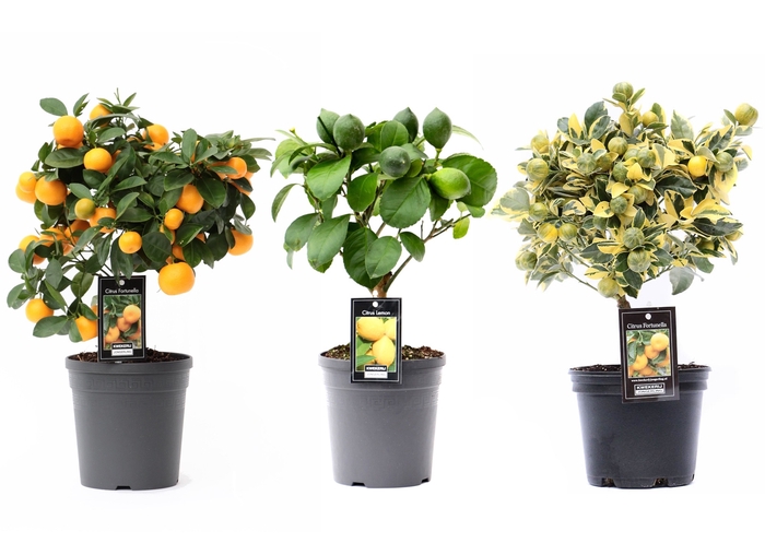 <h4>Citrus Mix varieties P15</h4>