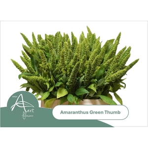 AMAR GREEN THUMB