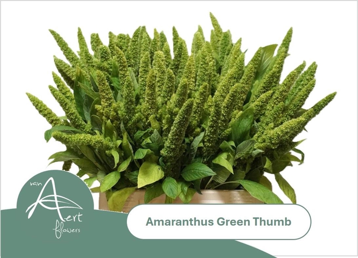 <h4>AMAR GREEN THUMB</h4>