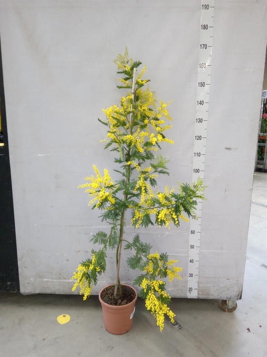 <h4>Mimosa pudica</h4>