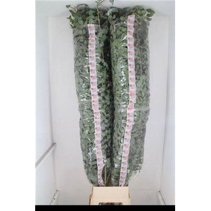 Euca Cinerea Super P Stem 200 Cm