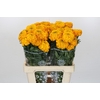 Tagetes Marigold Promise Light Orange