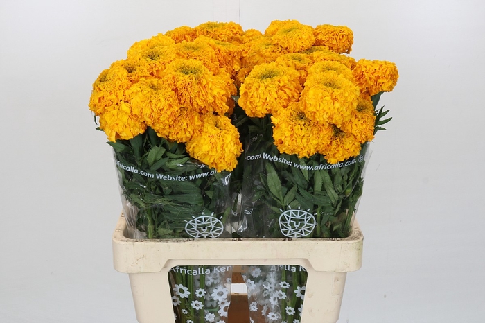 Tagetes Marigold Promise Light Orange