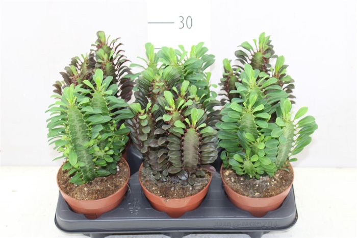 <h4>Euphorbia Trigona Mix</h4>