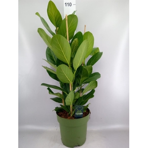 Ficus benghalensis 'Audrey'