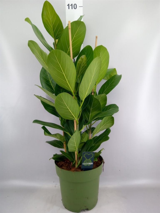 <h4>Ficus benghalensis 'Audrey'</h4>