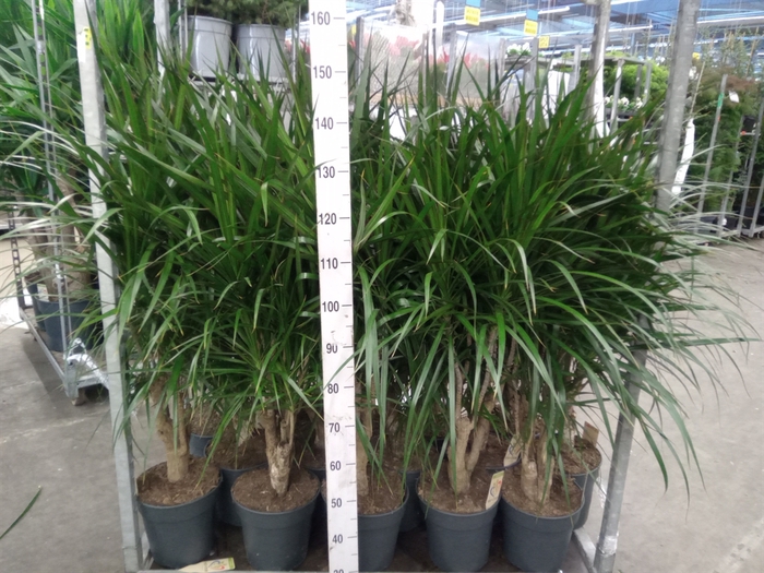 <h4>Dracaena marg.</h4>