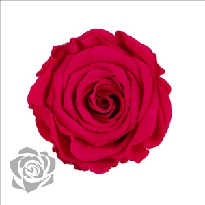 PRESERVED ROSA LL PIN 03