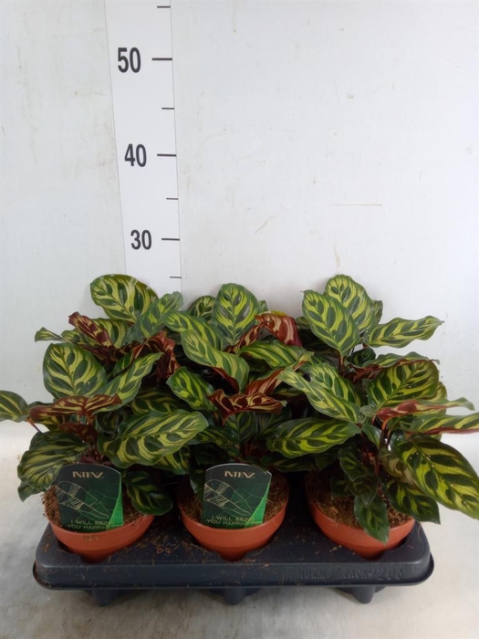 <h4>Calathea makoyana</h4>
