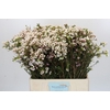 Chamelaucium Moonlight Delight