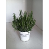 Lavandula x intermedia Edelweiss
