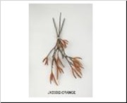 AF Alder Bundle 3pcs L45cm Or