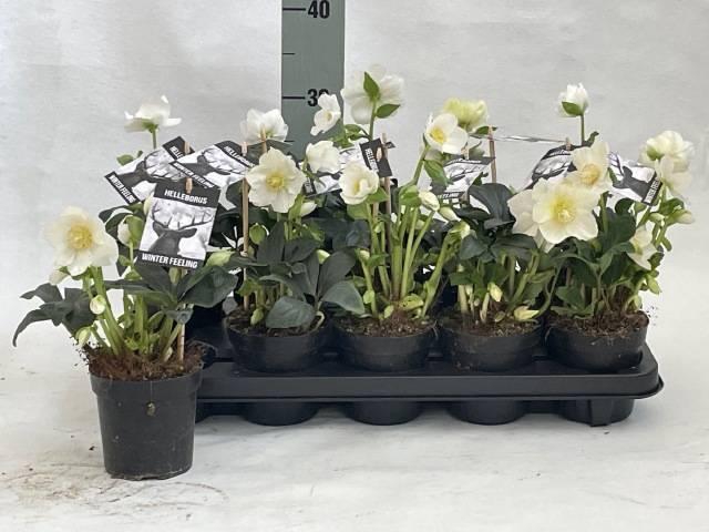 <h4>HELL NI WINTER FLEUR</h4>