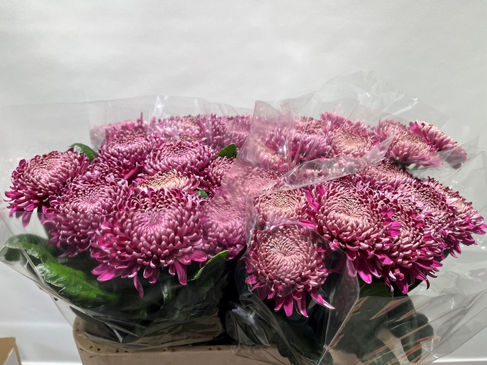 <h4>CHR G REGALM PURPER</h4>