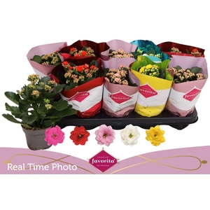 KALAN CALAN MIX PERFECTA