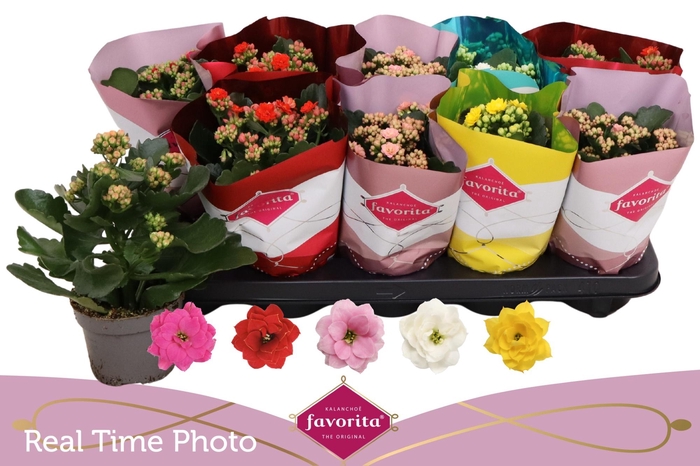 <h4>KALAN CALAN MIX PERFECTA</h4>