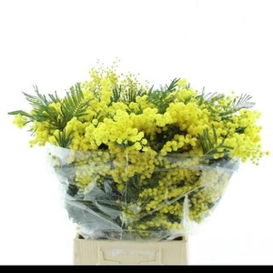 ACACIA BAILEYA BL BS