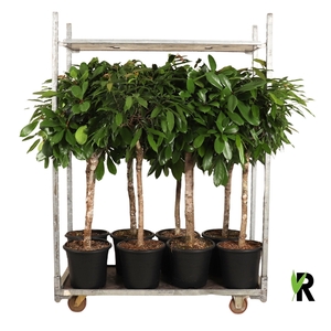 mengdeen ficus op stam p32 2 assorti