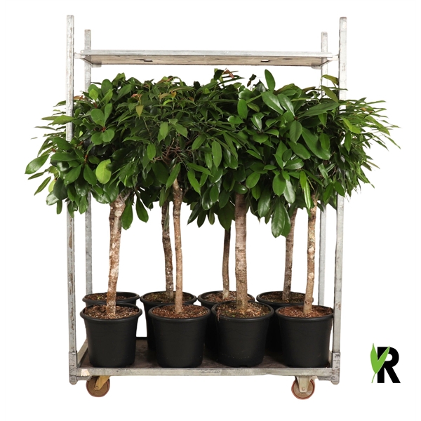 <h4>mengdeen ficus op stam p32 2 assorti</h4>