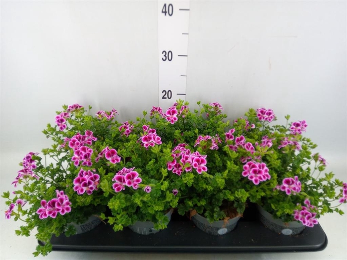 <h4>Pelargonium gran.   ..</h4>