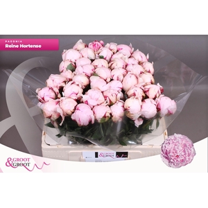 Paeonia Reine Hortense | XXL